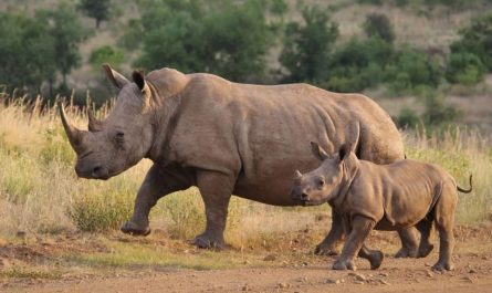 22 symbolic meanings of dreaming about a rhinoceros