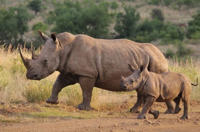 22 symbolic meanings of dreaming about a rhinoceros