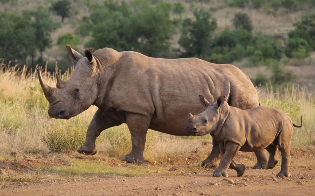 22 symbolic meanings of dreaming about a rhinoceros