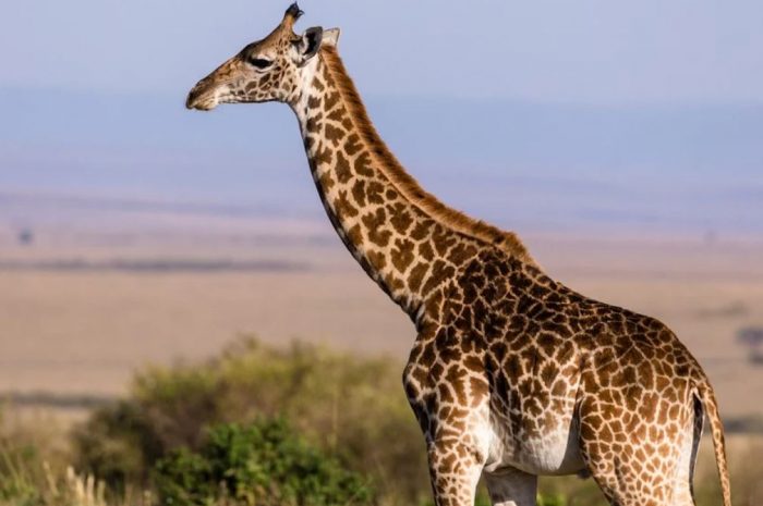 24 symbolic meanings of dreaming about a giraffe
