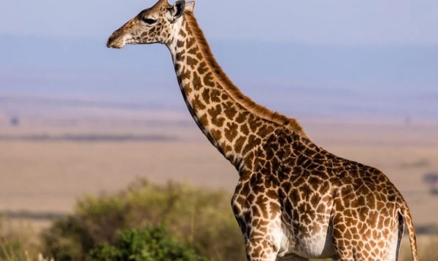 24 symbolic meanings of dreaming about a giraffe