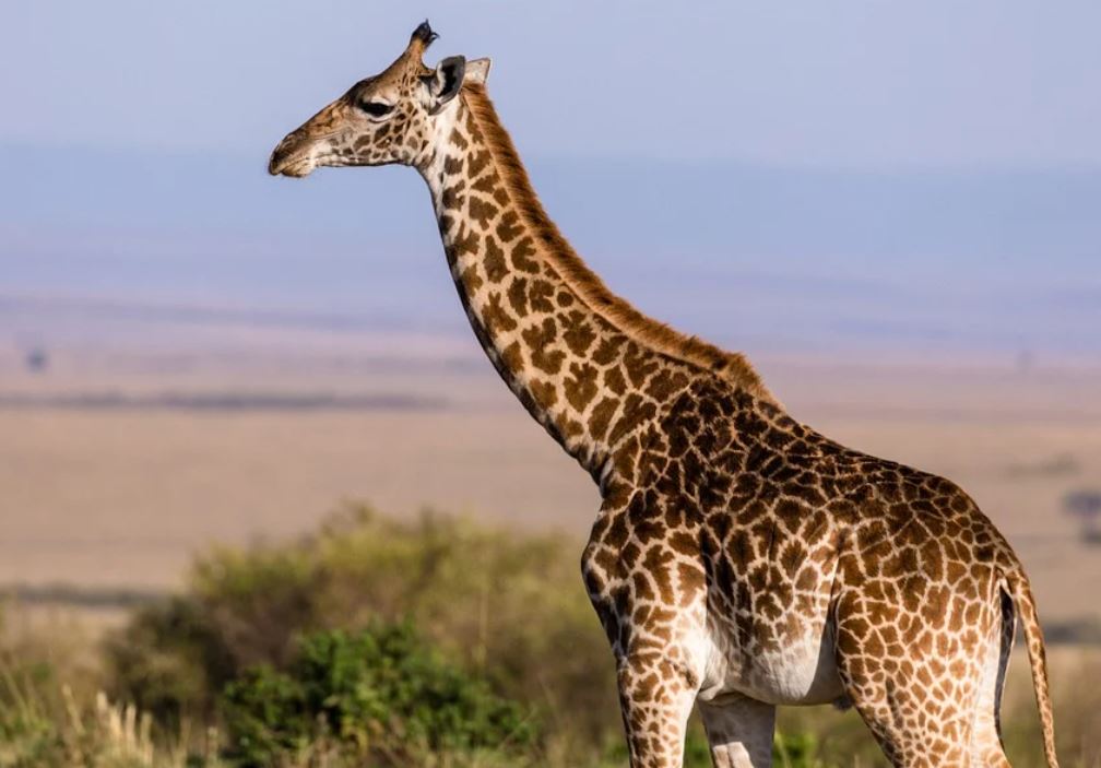 24 symbolic meanings of dreaming about a giraffe