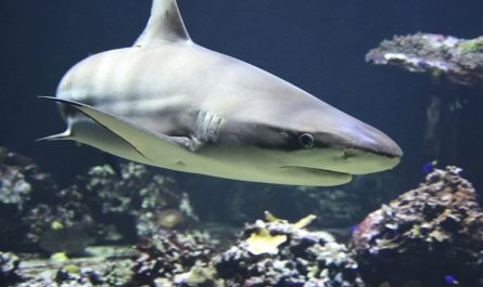 14 Symbolic Meanings of Dreaming of Sharks