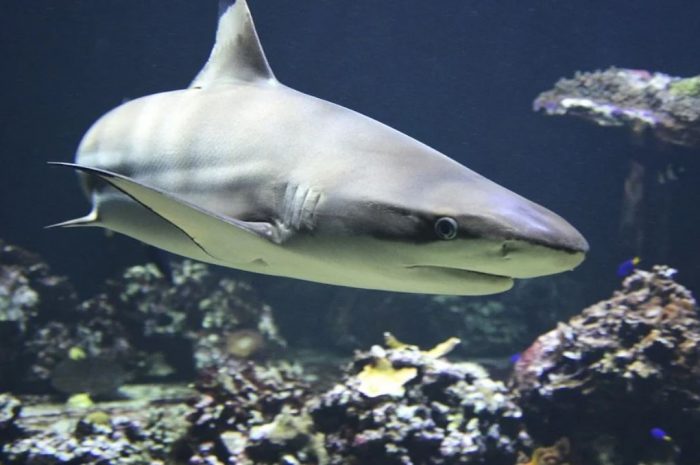 14 Symbolic Meanings of Dreaming of Sharks