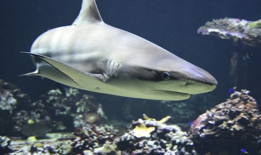 14 Symbolic Meanings of Dreaming of Sharks
