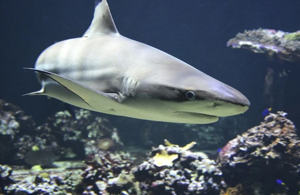 14 Symbolic Meanings of Dreaming of Sharks