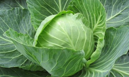 18 symbolic meanings of dreaming about cabbage