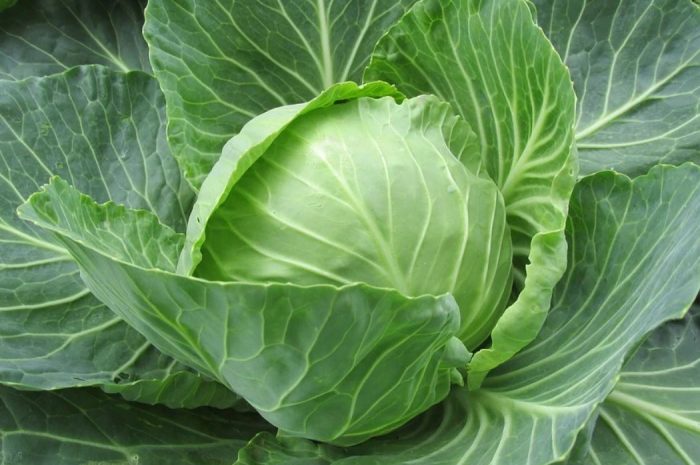 18 symbolic meanings of dreaming about cabbage