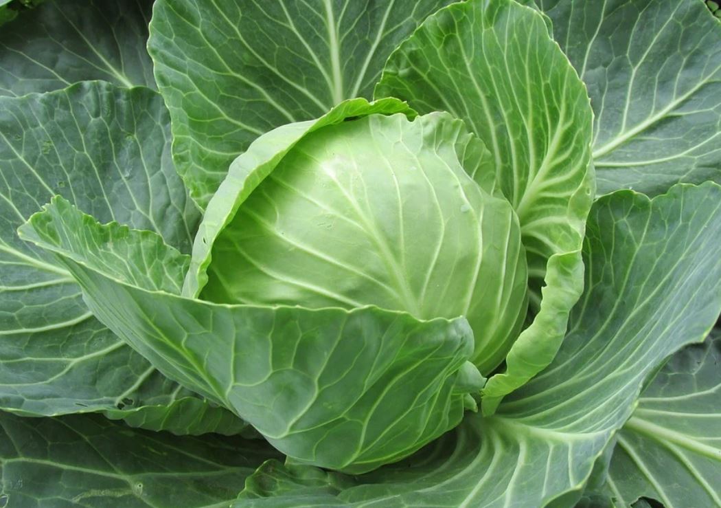 18 symbolic meanings of dreaming about cabbage