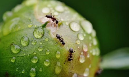 21 symbolic meanings of dreaming about ants