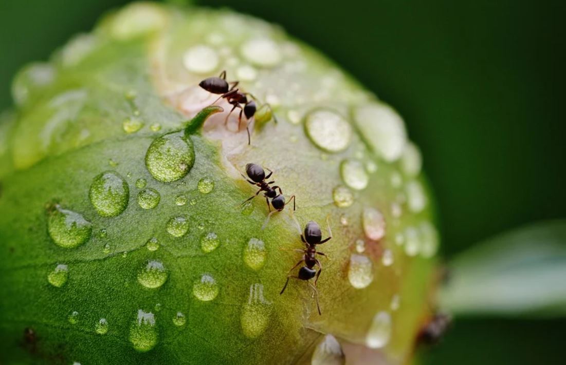 21 symbolic meanings of dreaming about ants