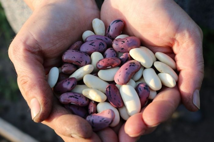 22 symbolic meanings of dreaming about beans