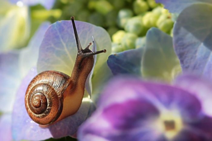 25 symbolic meanings of dreaming about a snail
