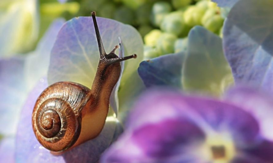 25 symbolic meanings of dreaming about a snail