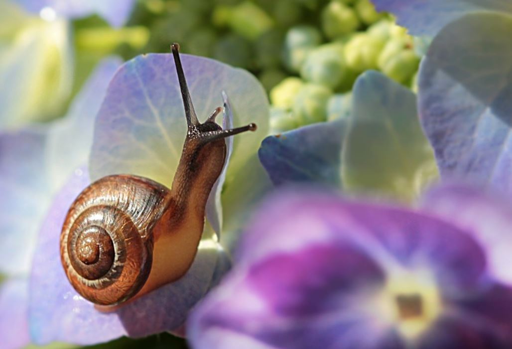 25 symbolic meanings of dreaming about a snail