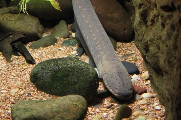 14 symbolic meanings of dreaming about eels