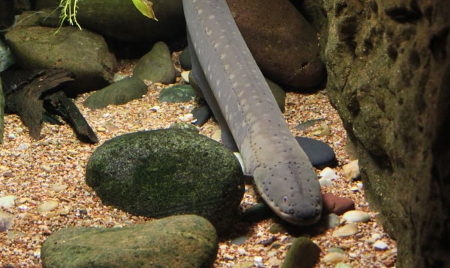 14 symbolic meanings of dreaming about eels