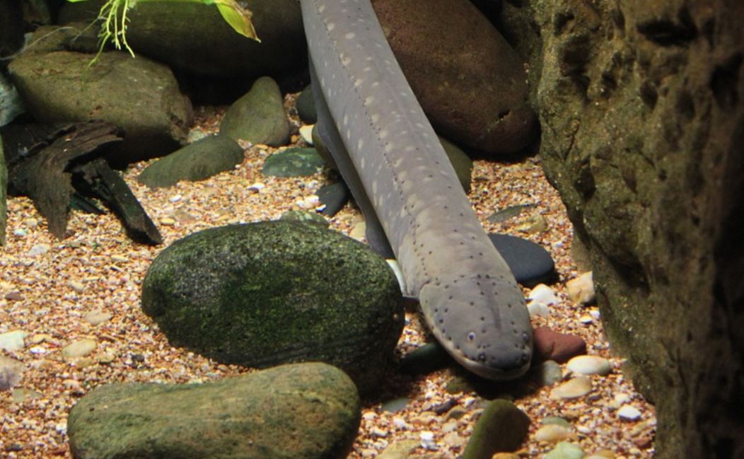 14 symbolic meanings of dreaming about eels