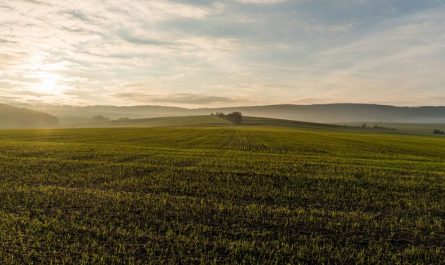 21 symbolic meanings of dreaming about fields