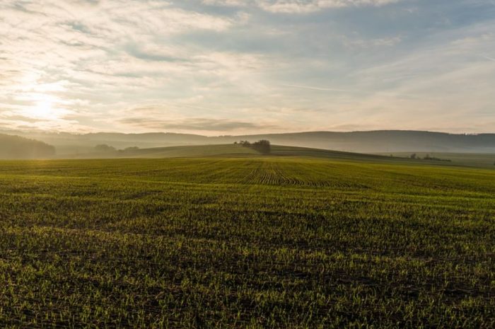 21 symbolic meanings of dreaming about fields