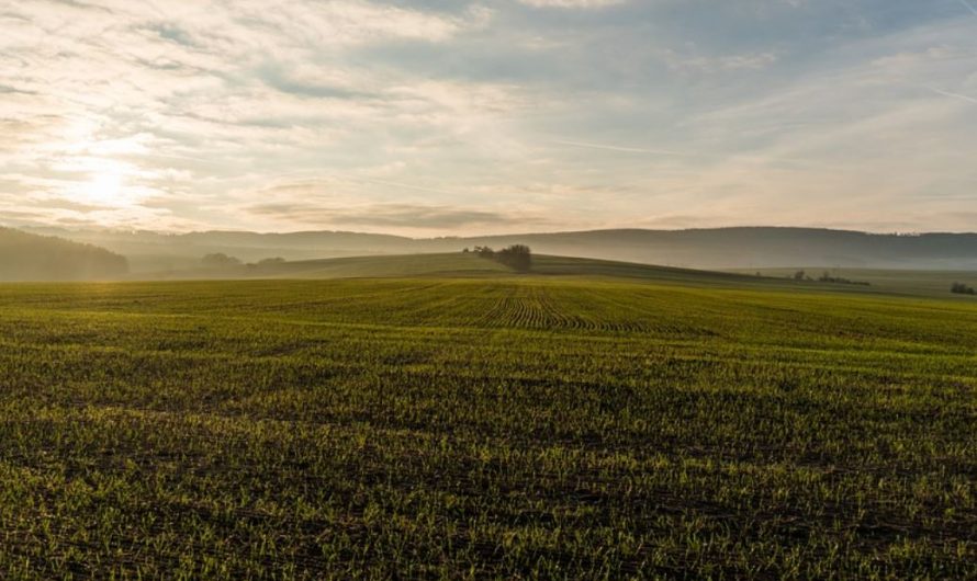 21 symbolic meanings of dreaming about fields