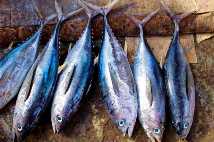 27 symbolic meanings of dreaming about fish