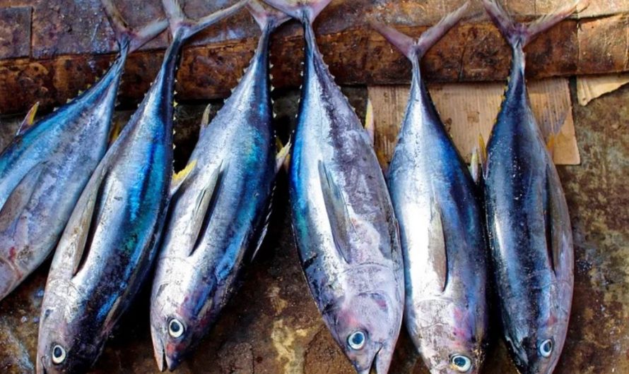 27 symbolic meanings of dreaming about fish