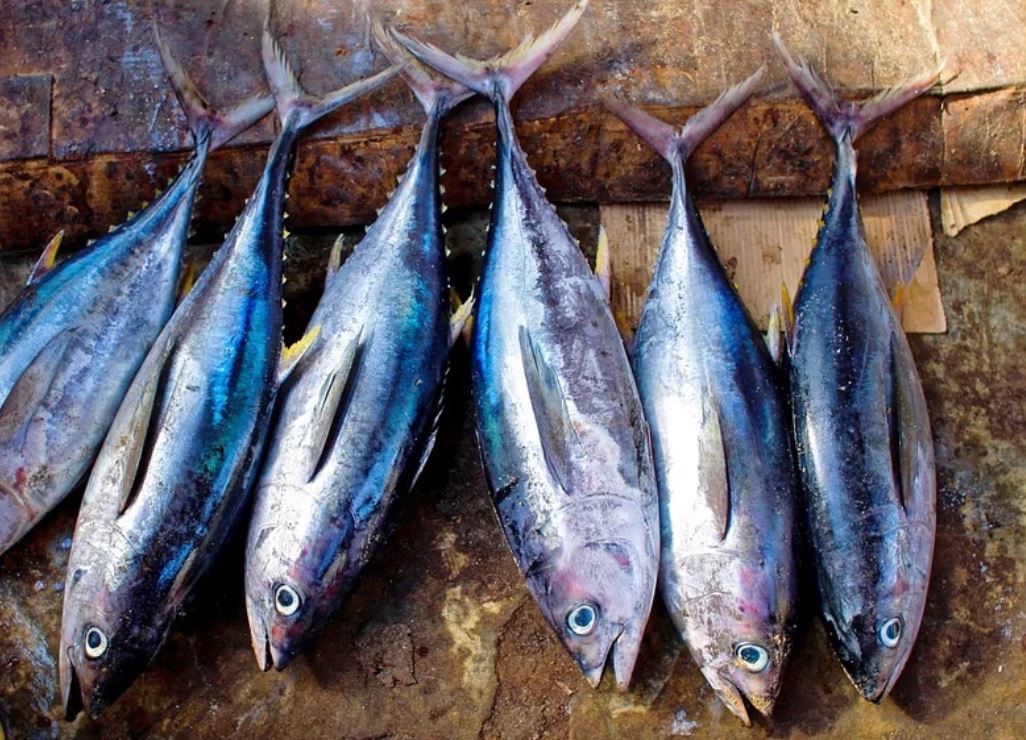 27 symbolic meanings of dreaming about fish