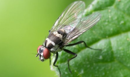 22 symbolic meanings of dreaming about flies