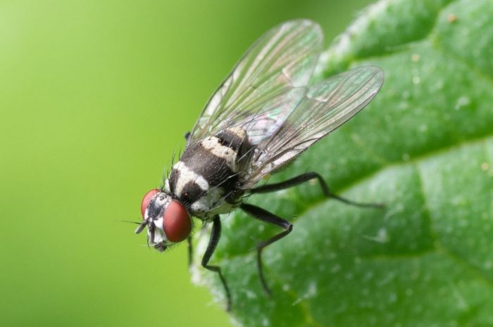 22 symbolic meanings of dreaming about flies