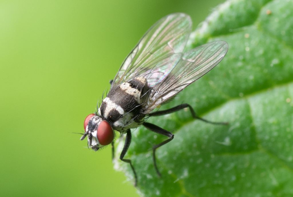 22 symbolic meanings of dreaming about flies