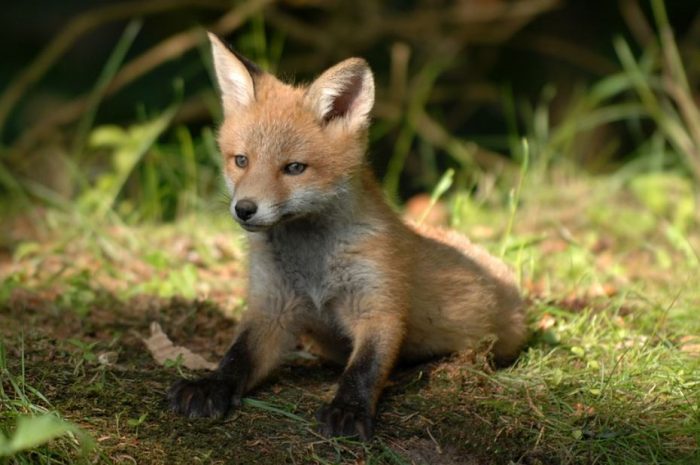 24 symbolic meanings of dreaming about foxes