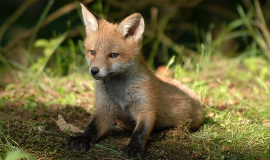 24 symbolic meanings of dreaming about foxes