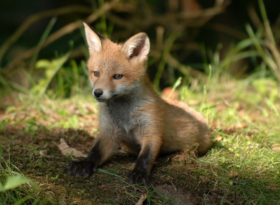 24 symbolic meanings of dreaming about foxes