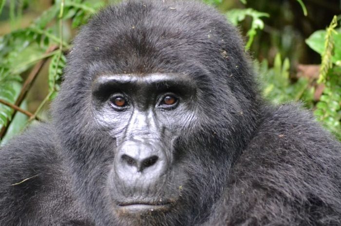 16 Symbolic Meanings of Dreaming of Gorillas in a Zoo
