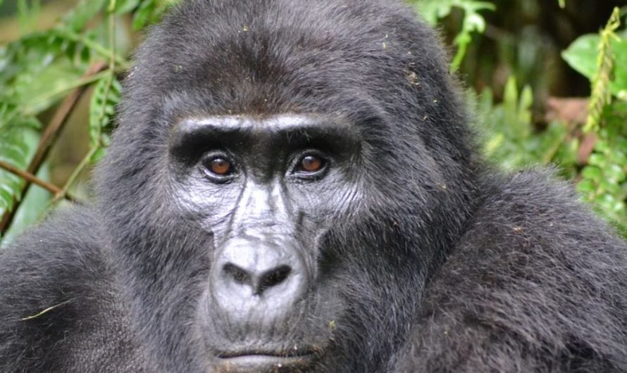 16 Symbolic Meanings of Dreaming of Gorillas in a Zoo