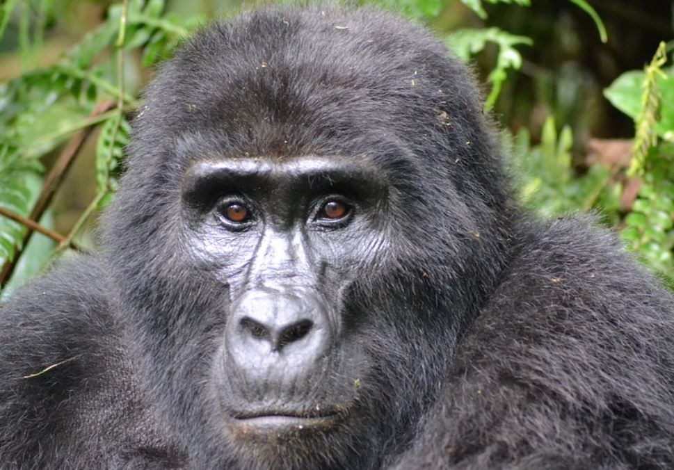16 Symbolic Meanings of Dreaming of Gorillas in a Zoo