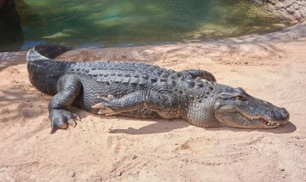 43 symbolic meanings of dreaming about a large crocodile