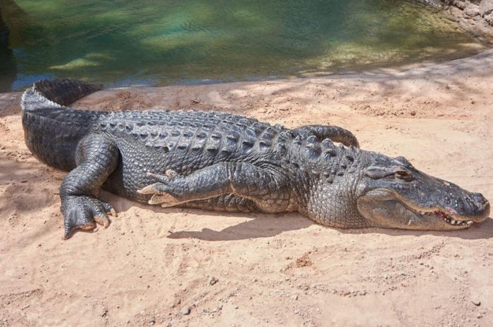 43 symbolic meanings of dreaming about a large crocodile