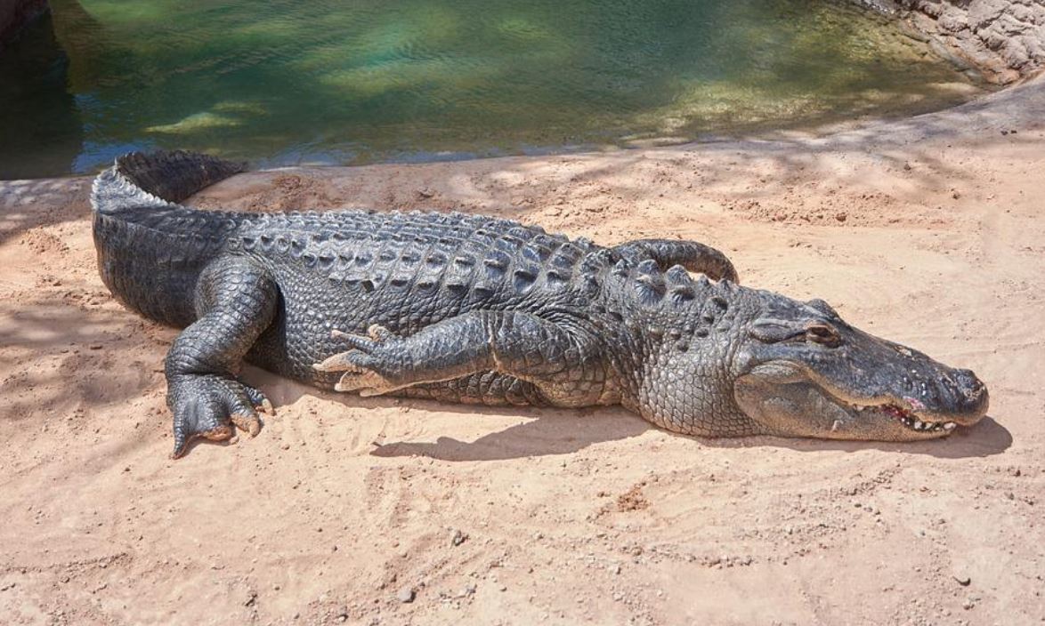 43 symbolic meanings of dreaming about a large crocodile