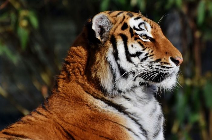 29 symbolic meanings of dreaming about tigers