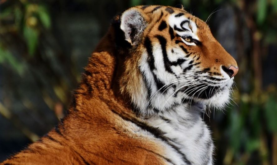 29 symbolic meanings of dreaming about tigers