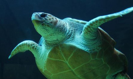 14 Symbolic Meanings of Dreaming of Turtles