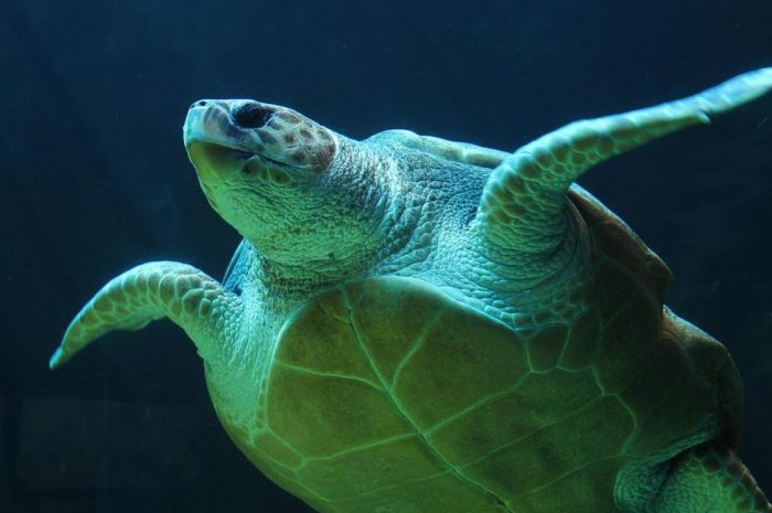 14 Symbolic Meanings of Dreaming of Turtles