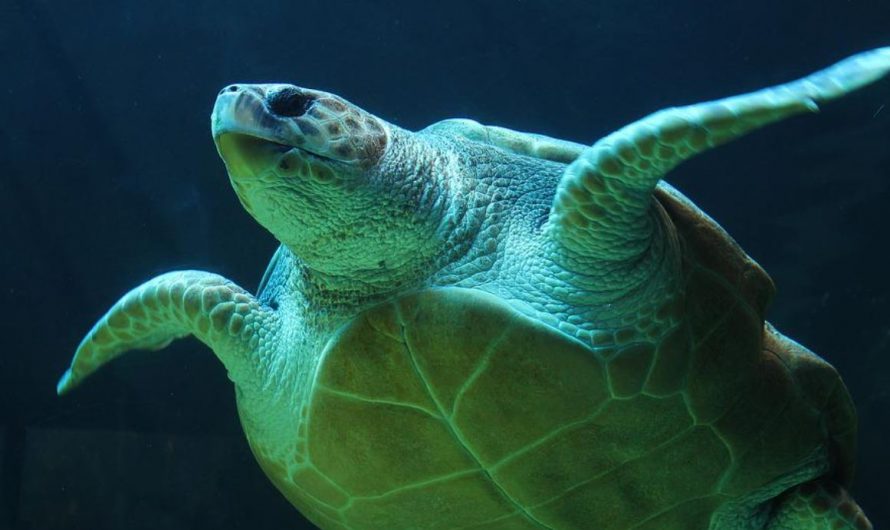 14 Symbolic Meanings of Dreaming of Turtles