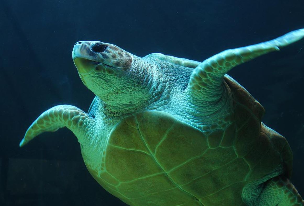 14 Symbolic Meanings of Dreaming of Turtles