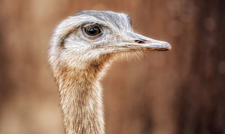 24 symbolic meanings of dreaming about ostriches