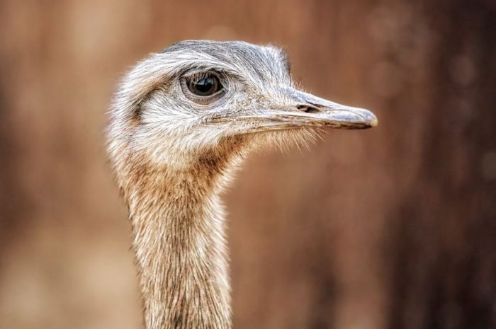 24 symbolic meanings of dreaming about ostriches