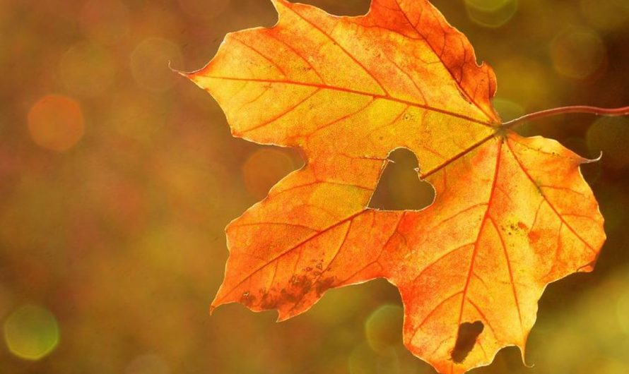 14 Symbolic Meanings of Dreaming About Missing Someone