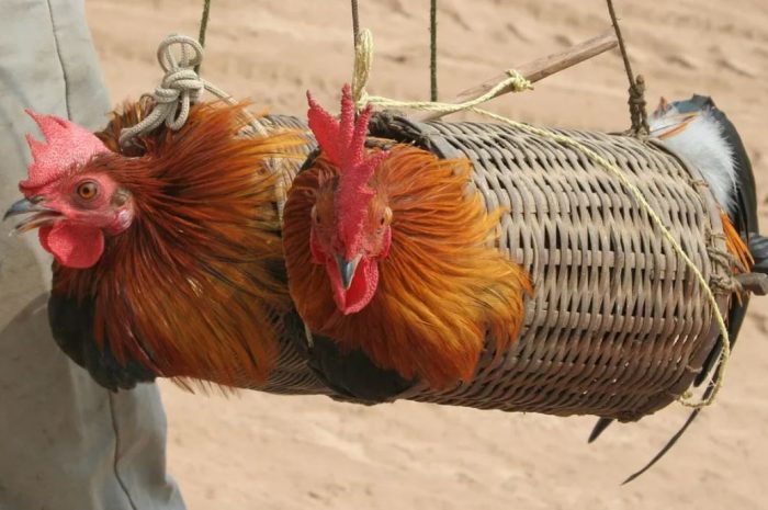 18 Symbolic Meanings of Dreaming of Traps